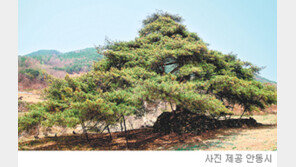 [대구/경북]안동 “김삿갓 소나무도 대접 받았으면”