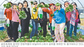 [강원]강원 양구 곰취축제 관광객 20만명 돌파