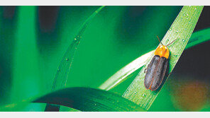 [전북]올해도 ‘반짝반짝’ 반딧불 헤는 밤