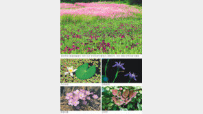 [강원]우리꽃 2200여종 가득…대관령 자생식물원 개원 10주년