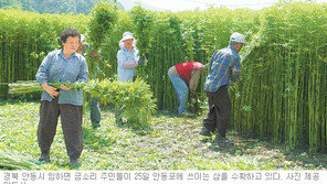 [대구/경북]‘안동포의 고장’ 임하면 윤달 맞아 삼 수확 한창