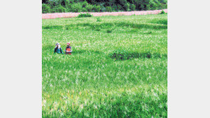 [강원]주말, 떠나요!/강원도 영월서 27,28일 장릉 황금보리축제