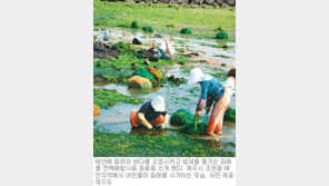 [제주]‘파래의 아름다운 변신’