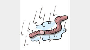 [오늘의 날씨/7월7일]장마철 또다른 손님 ‘지렁이’
