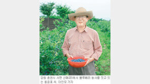 [강원]무공해 블루베리 인기 “부농의 꿈도 무럭무럭”