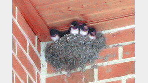 [강원]횡성 매일리 “지지배배~ 제비마을 됐어요”