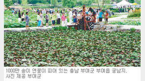 [대전/충남]주말，떠나요!/부여 궁남지 19일까지 축제