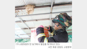 [강원]때아닌 벌떼-잠자리떼와의 전쟁