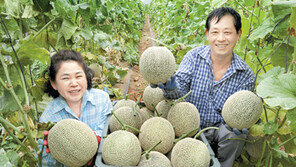 [강원]강원 최북단지역 “온난화 덕봤네”