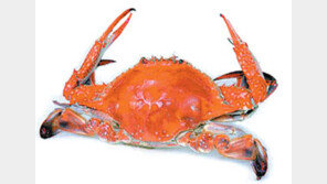 [전북]군산 앞바다 꽃게가 활짝 폈네