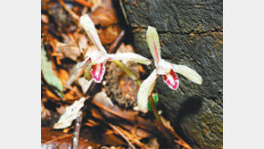 [강원]“멸종위기 야생식물 대흥란을 지키자”