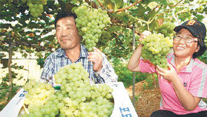 [대전/충남]어른 머리만한 포도송이 보셨나요