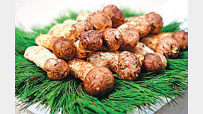 [강원]황금송이 1등급 1kg에 87만원