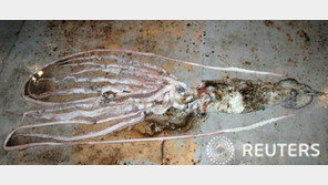 6m ‘괴물 오징어’ 멕시코 만서 잡혀