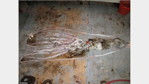 길이 6m ‘대형 오징어’ 멕시코 해안서 잡혀