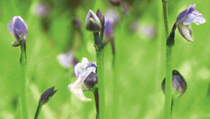 [제주]한라산에 멸종위기 ‘자주땅귀개’ 자생