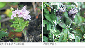 [제주]한라산서 한라송이풀-은분취 변이종 발견