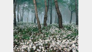 [전북]정읍 옥정호 상류 ‘비밀의 화원’ 열린다