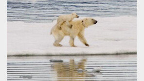 ‘엄마, 꼭 잡아’…북극곰 모자의 어부바