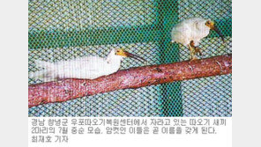 [부산/경남]“새끼 따오기 이름 뭐가 좋을까요”