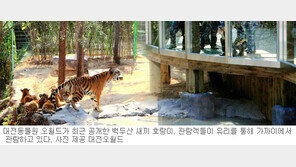 [대전/충남]대전 오월드, 백두산호랑이 새끼 3마리 공개