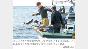 [제주]마라도는 지금 ‘방어’철