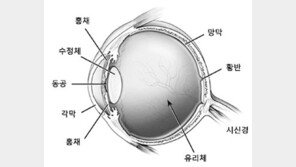 [헬스&뷰티]눈과 카메라, 어쩜 이렇게 비슷할까!