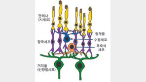 [헬스&뷰티]우리 눈속엔 1억 개의 ‘안테나’ - 100만 마리의 ‘거미’