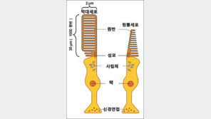 [헬스&뷰티]“아하, 망막 속의 너희들 덕분에 빛을 느낄 수 있구나”