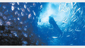 [제주]제주 ‘외해 수중 양식’ 면허 딴다