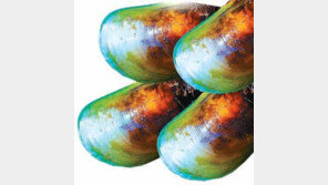 [헬스&뷰티]관절염 ‘천적’ 신비의 초록입 홍합