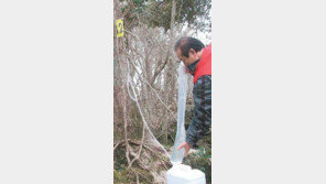 [제주]“한라산 고로쇠 진한 맛 느껴보세요”