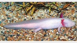 [수도권]“멕시코도롱뇽 ‘우파루파’ 보러오세요”