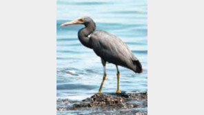 [제주]“제주는 국내최대 흑로 번식지”