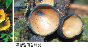 [제주]제주 야생버섯 414종 집대성 도감 나왔다