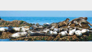 [수도권]“멸종위기 백령도물범을 지켜주세요”