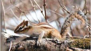 [제주]한라산 다람쥐야 간밤에 잘잤느냐
