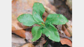 [제주]‘제주고사리삼’ 사라지고 있다