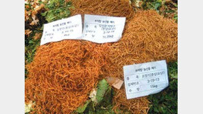 [수도권] 봄철 별미 ‘종삼’에 농약주의보