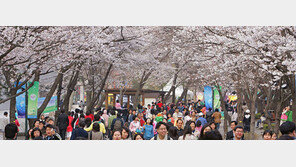 [수도권] 花∼ 흐드러진 봄속으로