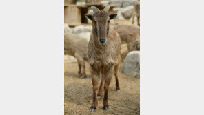 [수도권] 멸종위기 ‘히말라야산양’ 인공수정 세계 첫 성공