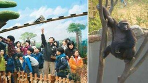 [수도권]“침팬지와 숫자 맞히기 겨뤄볼까요?”