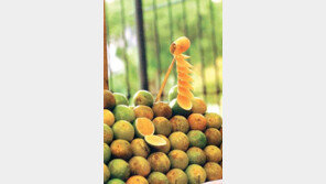 [인문사회]베르사유 궁전 한복판서 키우고 그리스 신들도 즐긴 ‘감귤의 비밀’