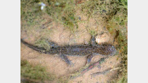 [수도권]생태하천 복원 홍제천에 도롱뇽 이사