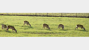 [제주]“제주 야생노루, 보호 넘어 종합 관리를”