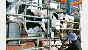 [제주]한 마리 젖소서 짜낸 우유가 48만팩