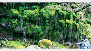 [제주]이끼폭포의 ‘신음’