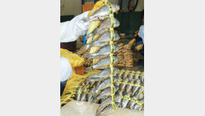 [제주]추자도 참굴비 “영광굴비 게 섰거라”