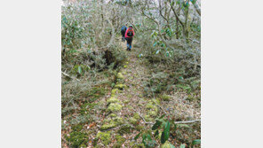 [제주]올레길서 발길 돌리면 ‘한라산 둘레길’