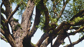 [수도권]강감찬 장군 지팡이가 1000년 고목으로?